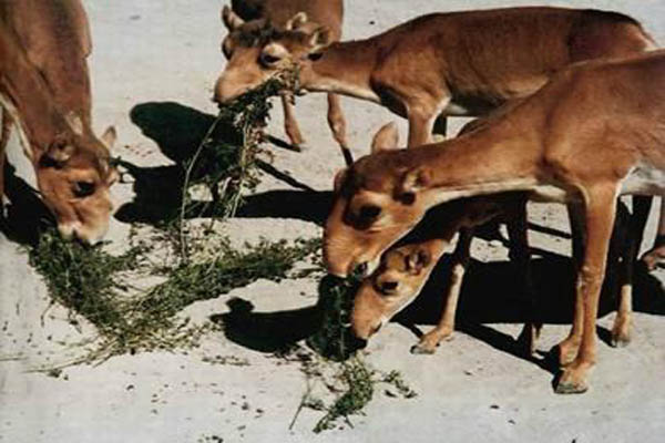 如何开发大型动物养殖场,农村小型养殖场怎么办理手续