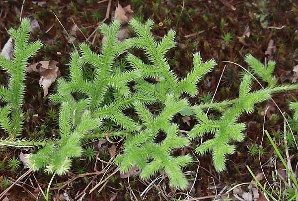 颈椎病，偏方大公开，转给身边需要的朋友吧！（收藏版上篇）