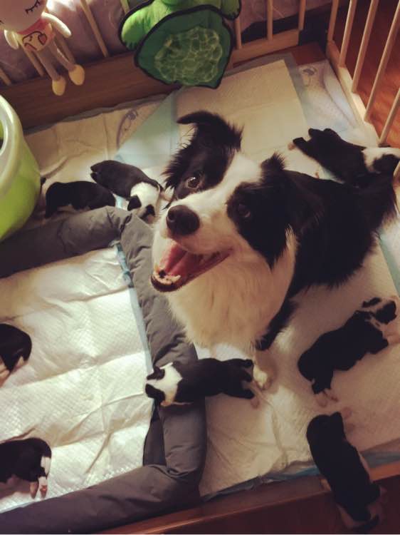 边牧一次能产几只崽,边牧跟拉布拉多生的孩子