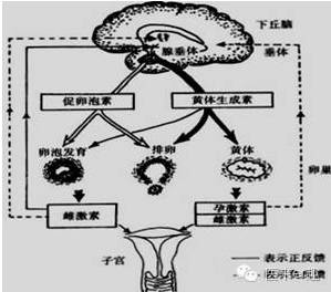 扁卵泡能怀孕吗,促排两个优势卵泡怀孕几率大吗