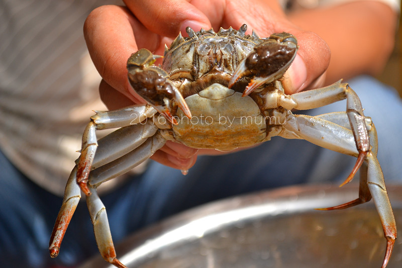 螃蟹要怎么清洗才干净,螃蟹如何清洗干净又好吃