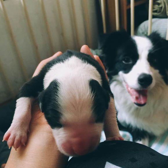 边牧一次能产几只崽,边牧跟拉布拉多生的孩子