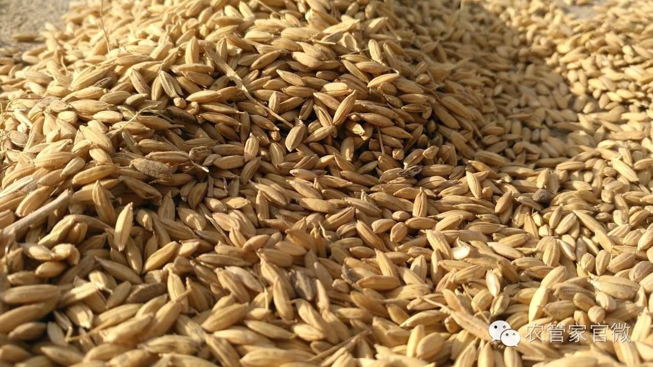 中国粳稻年度价格走势,目前粳稻的价格是什么走势