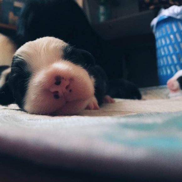 边牧一次能产几只崽,边牧跟拉布拉多生的孩子