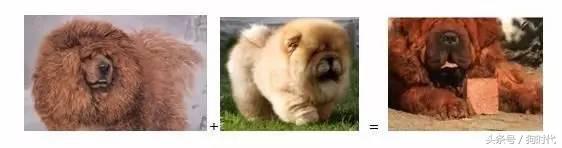 狗贩子的新骗术,狗贩子骗局揭秘