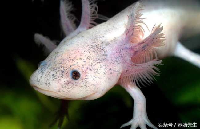 六角恐龙怎么养出鳃霸,六角恐龙怎么养