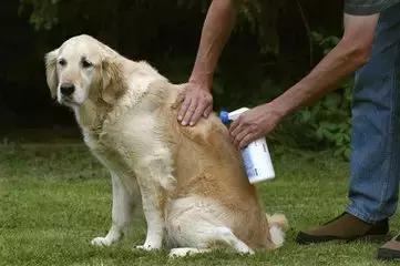 狗狗体臭是什么原因造成,狗狗有体臭怎么去除