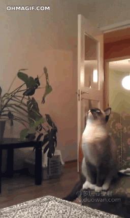 爱情搞笑动态图片,爱情搞笑动态图