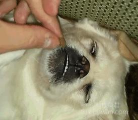 爱情搞笑动态图片,爱情搞笑动态图