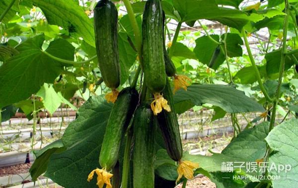 雪蛤除了油其它部位能吃吗,雪蛤是林蛙身体的哪个部位