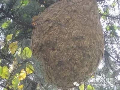 被蜜蜂马蜂蛰了一下该怎么处理,被马蜂蛰了怎么办最有效的方法