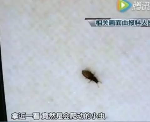 这种枕头爬出上千只虫,这种枕头大家都爱用