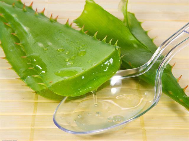 芦荟胶的妙用你知道吗,芦荟胶有什么用科普