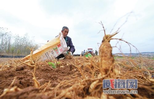 西洋参种植一亩利润,一亩西洋参能收多少鲜参