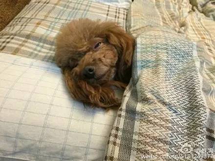 睡相最差的狗狗,狗狗睡狗窝和睡地板的区别