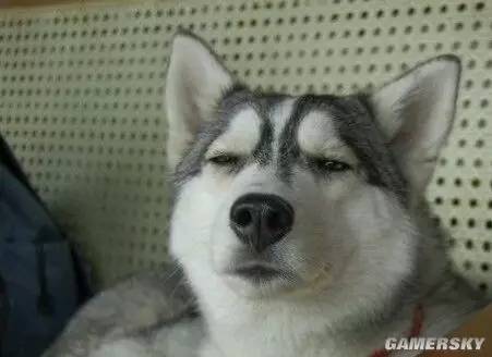 狗如果有狂犬病打疫苗有效吗,狗打针能预防狂犬病吗