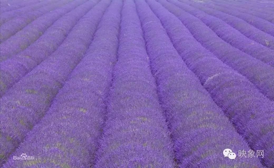 横空出世河南,横空出世最新消息