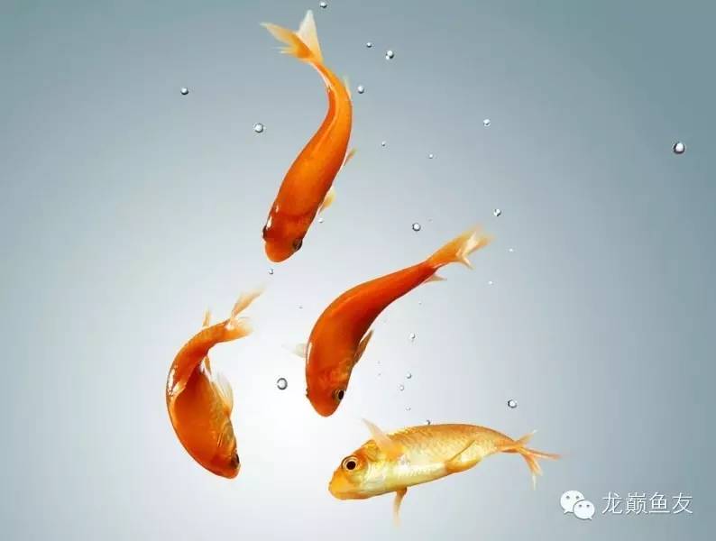 龙鱼吃的小鱼苗,龙鱼可以吃什么