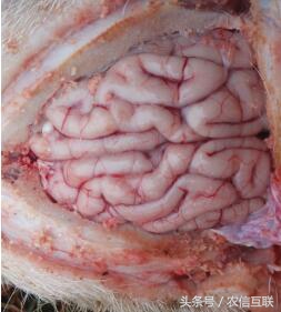 猪伪狂犬病的综合防控解决方案,猪伪狂犬疫苗的最佳免疫时间