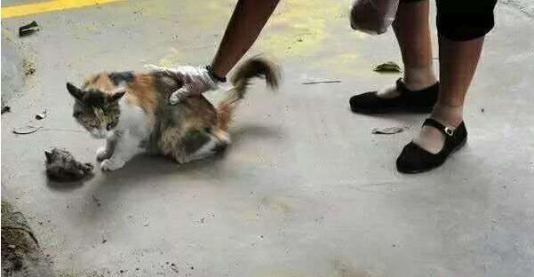 一天内遇见两只死猫吉利吗,一天内碰到两只死猫是什么征兆