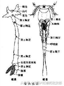 十月鱼塘里的锚头蚤，杀灭幼虫是关键