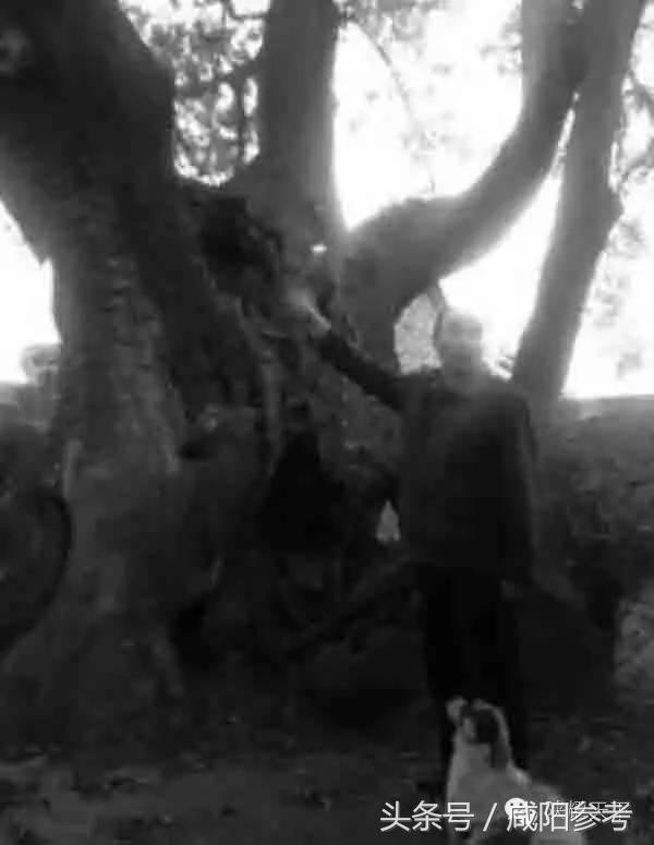 咸阳“十大树王”出炉！你知道几颗关于他的故事？