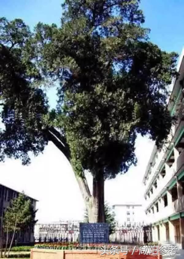 咸阳“十大树王”出炉！你知道几颗关于他的故事？