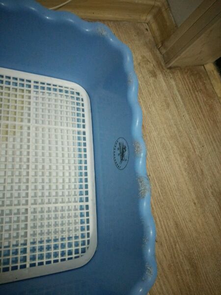 真没见过比熊这么撕家、不爱干净的，蓝瘦香菇想吃狗肉~