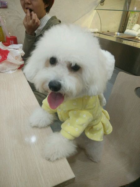 真没见过比熊这么撕家、不爱干净的，蓝瘦香菇想吃狗肉~