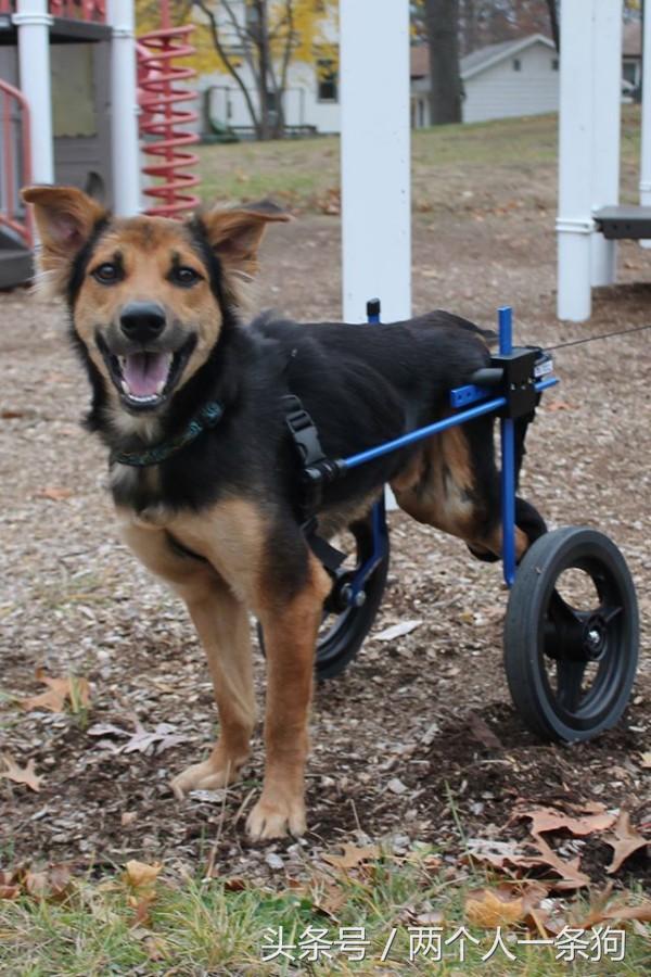 流浪狗被撞断后腿,流浪狗断了一条腿被宠物医生救下