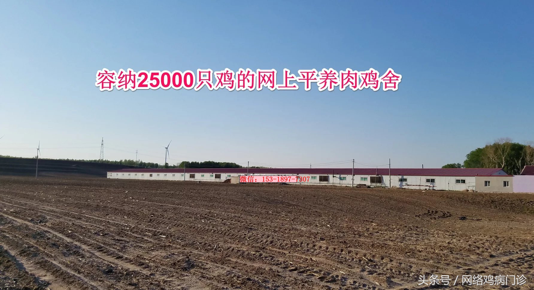 腺肌症治愈的病例分享,鸡腺肌胃炎的治疗成功案例