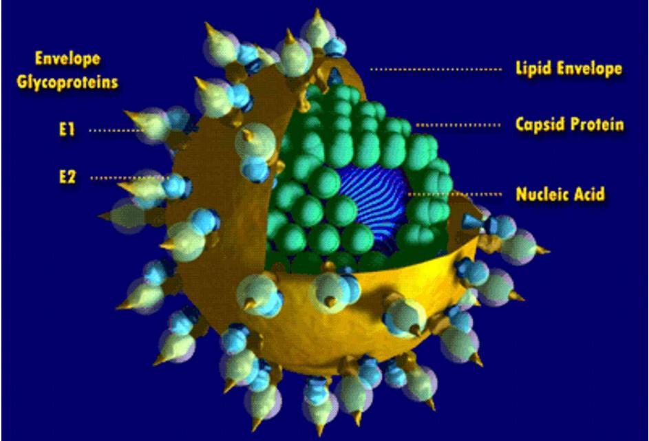 感染丙肝需要一定量血液吗,感染丙肝有救吗