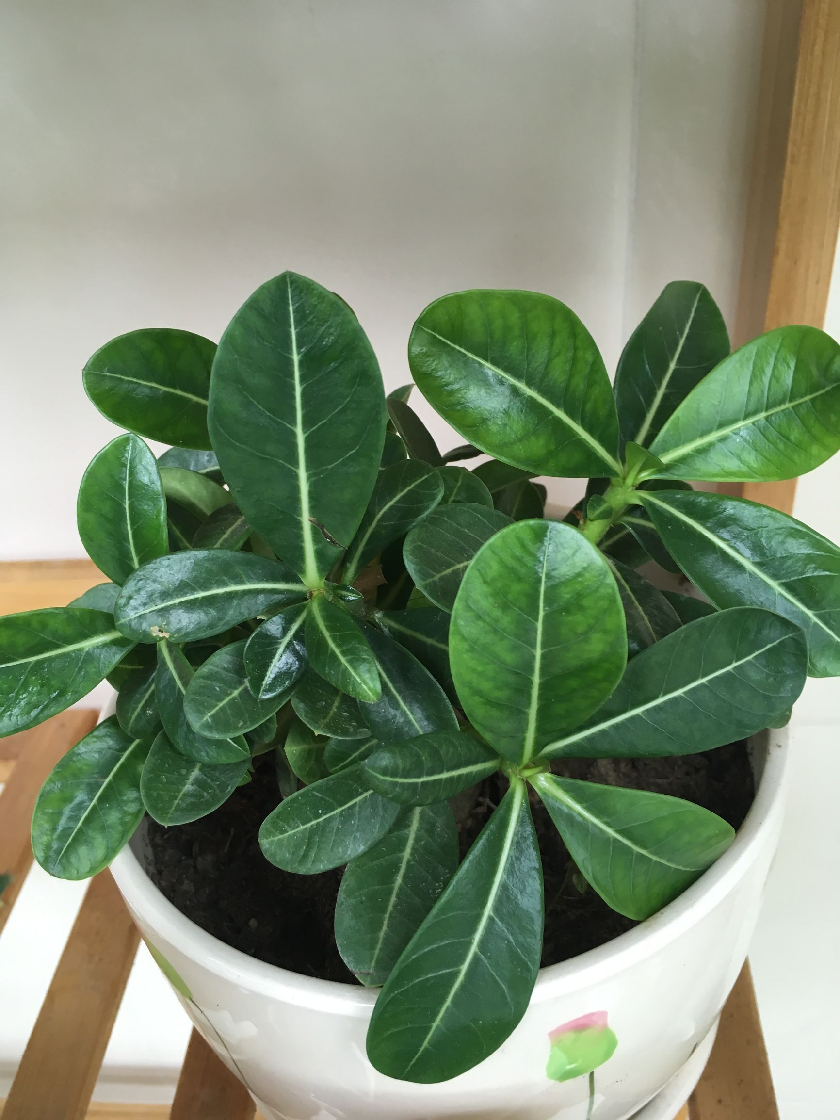 90后在阳台种菜,南京阳台种菜的真实感受