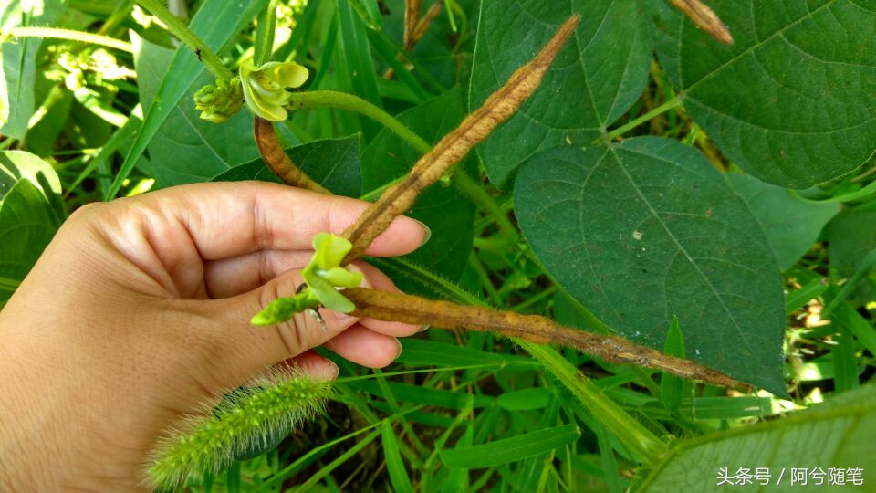 农业再发达，绿豆也要人工采摘，为啥呢？|阿兮随笔