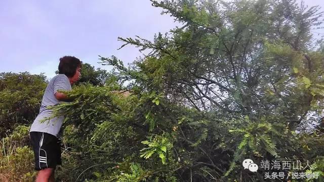 揭阳市惠来县靖海镇西山村大劲山，你还是让我怀念