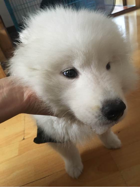 萨摩耶狗瘟后遗症能治好吗,刚买来的萨摩耶多久打疫苗