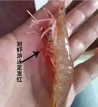 虾红腿病怎么处理,对虾红腿病能吃吗