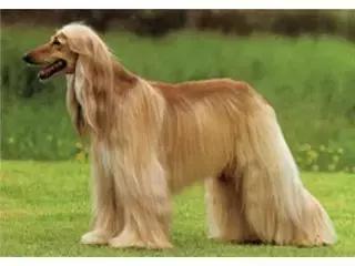 狗狗体臭是什么原因造成,狗狗有体臭怎么去除