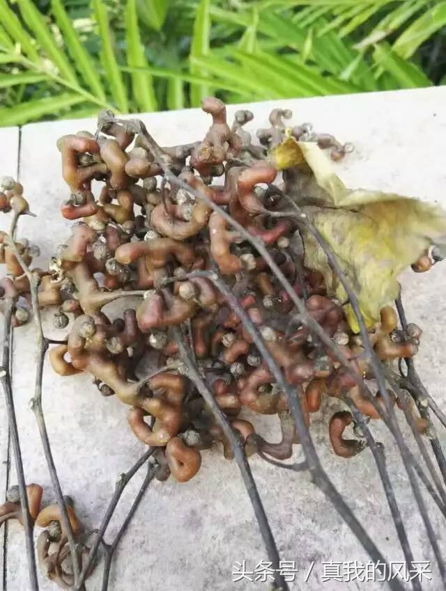 好食又好玩的广东信宜，约吗？