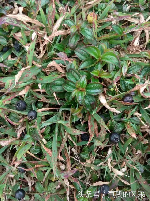 好食又好玩的广东信宜，约吗？