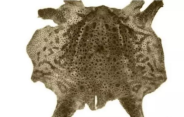 东直门爆炸事件,炸弹狂人原事件