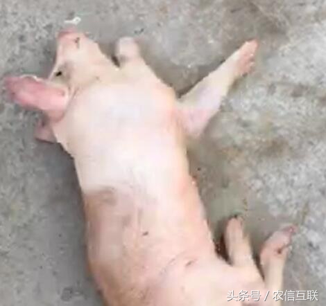 猪伪狂犬病的综合防控解决方案,猪伪狂犬疫苗的最佳免疫时间