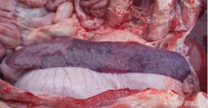 猪伪狂犬病的综合防控解决方案,猪伪狂犬疫苗的最佳免疫时间