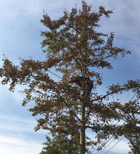 厉害了我的姐！大连一女子爬大树摘银杏果竟可治遗精