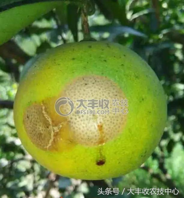 柑橘里长蛆虫能吃吗,吃到蛆柑怎么办