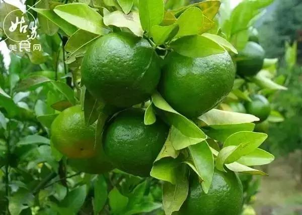 秋天就该送自己一场旅行，苏州最全“采橘攻略”先给你！