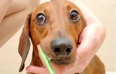 狗狗体臭是什么原因造成,狗狗有体臭怎么去除