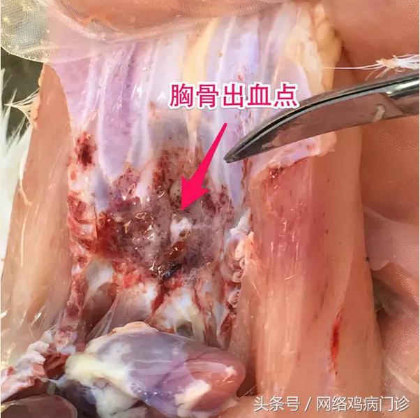 养鸡小知识简单16条,养鸡ppt课件