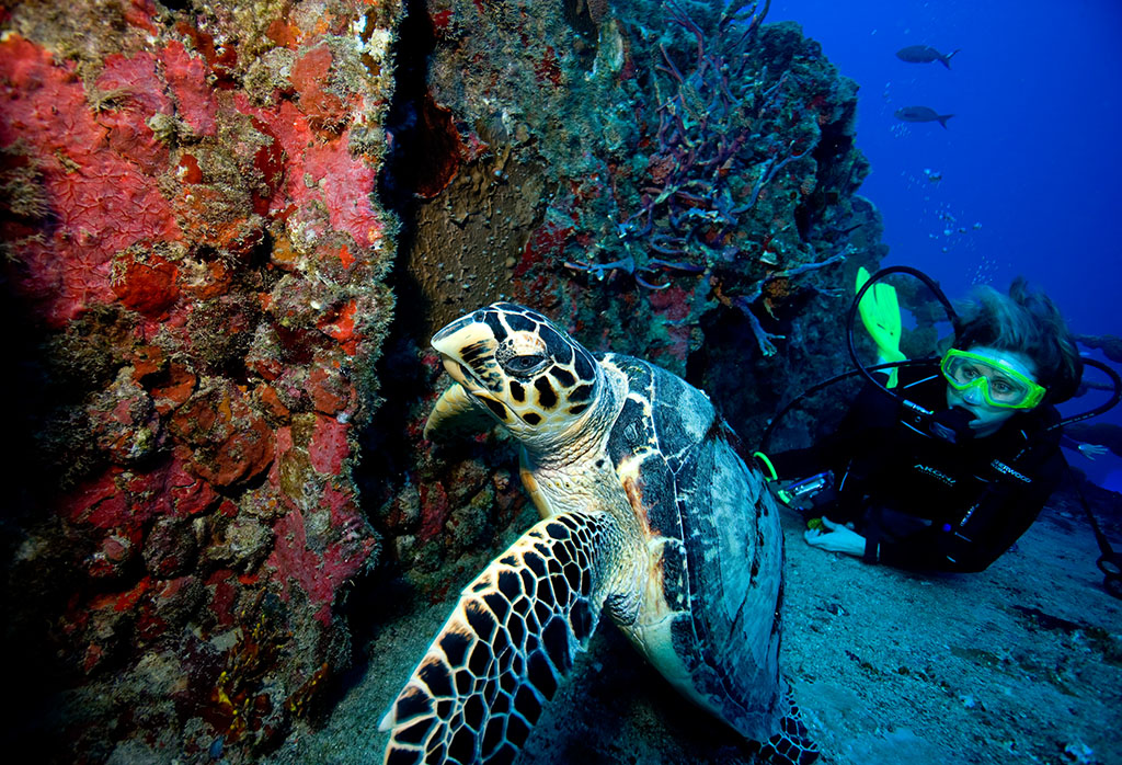 阿蒙课堂-海洋中的瑰宝：玳瑁