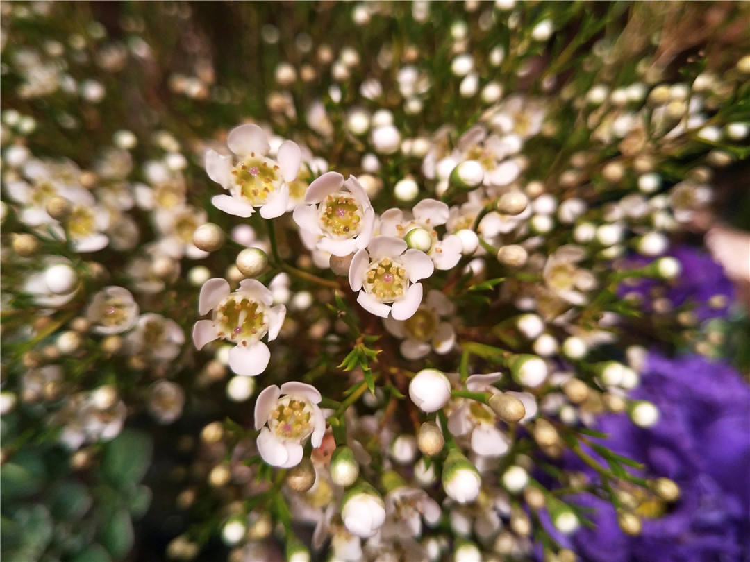 oppor9s评测吃鸡,oppor9s测评什么处理器